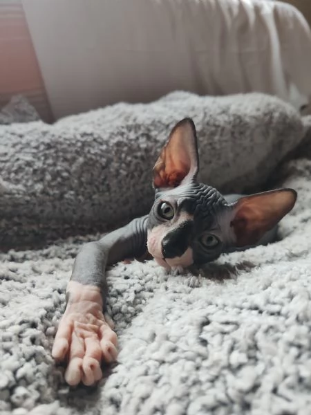 Cuccioli Canadian Sphynx  | Foto 0