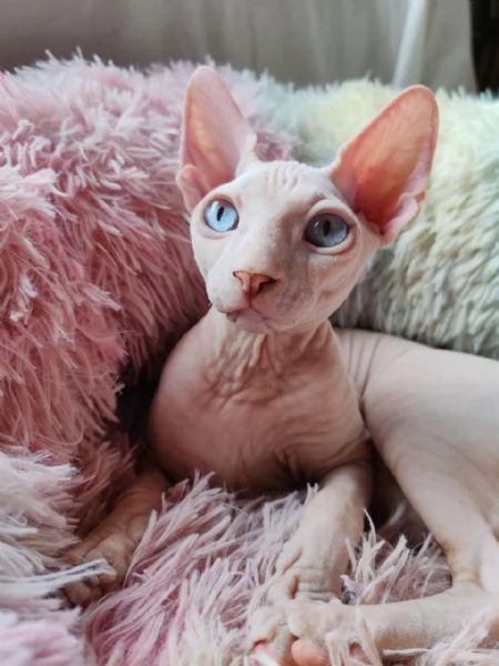 Cucciolo canadian Sphynx | Foto 6