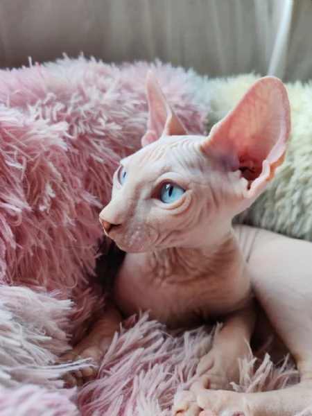 Cucciolo canadian Sphynx