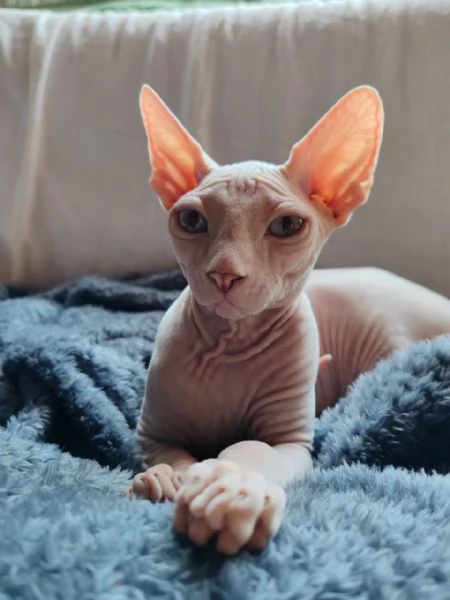 Cucciolo canadian Sphynx | Foto 4