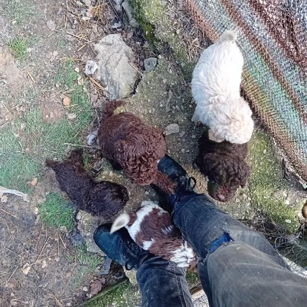 Vendo lagotto 