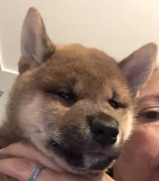 Vendo cuccioli di shiba inu | Foto 0