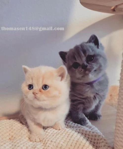 Meravigliosi British shorthair