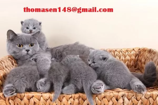 Adorabili cucciole British Shorthair