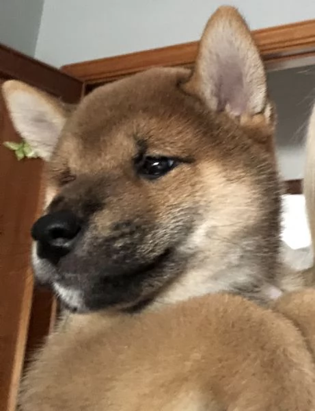 Vendo cuccioli shiba inu