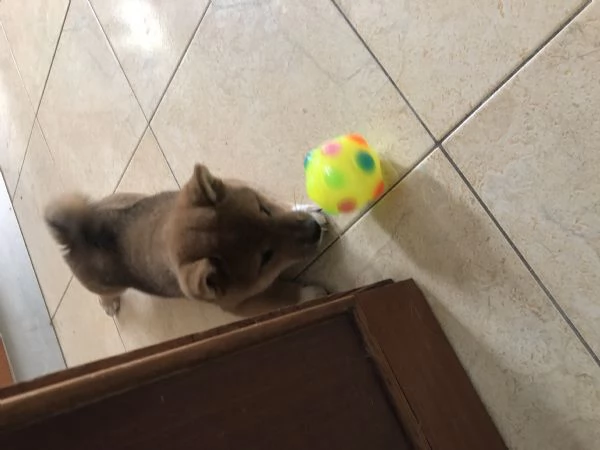 Vendo cuccioli shiba inu | Foto 2