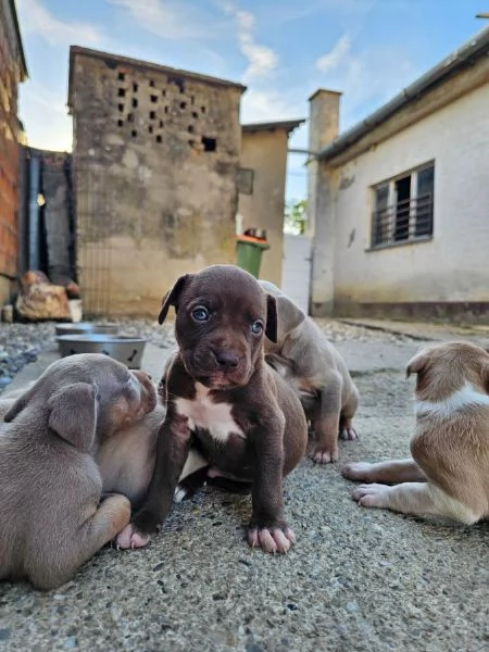 Pitbull terrier americano cuccioli | Foto 4