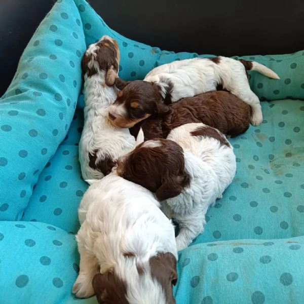 Cuccioli dì Lagotto romagnolo 