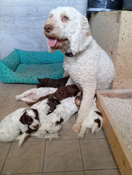 Cuccioli dì Lagotto romagnolo  | Foto 4