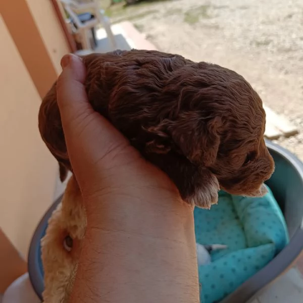 Cuccioli dì Lagotto romagnolo  | Foto 3