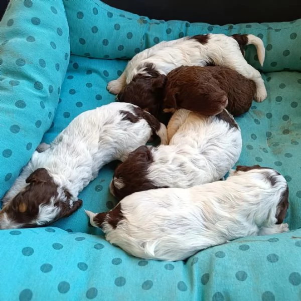 Cuccioli dì Lagotto romagnolo  | Foto 2