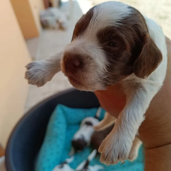 Cuccioli dì Lagotto romagnolo  | Foto 1