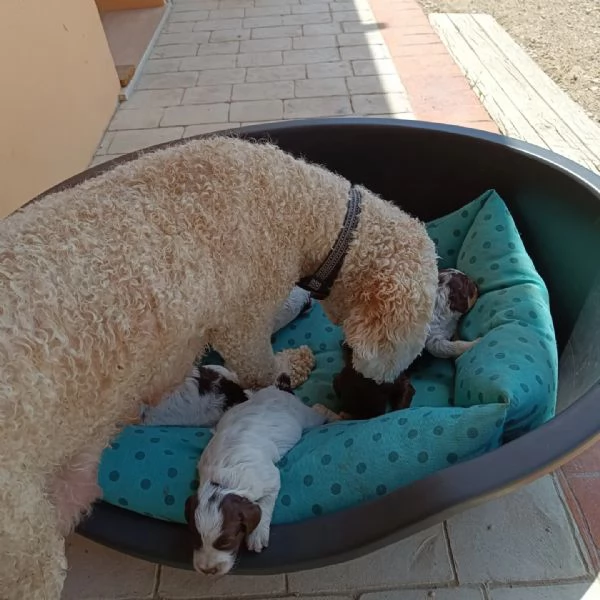 Cuccioli dì Lagotto romagnolo  | Foto 0