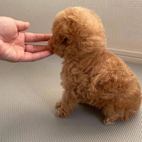 Cucciolo  Abbiamo dei barboncini toy assolutamente carini.