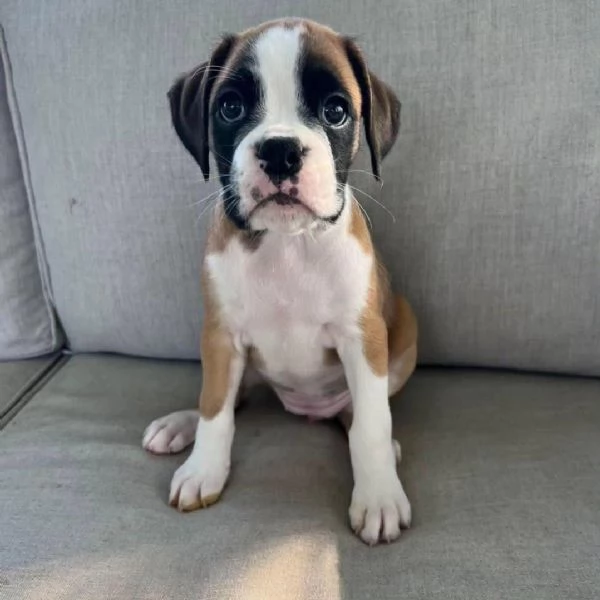 Boxer cuccioli