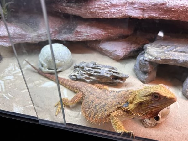 Rettile drago barbuto femmina pogona red  | Foto 1