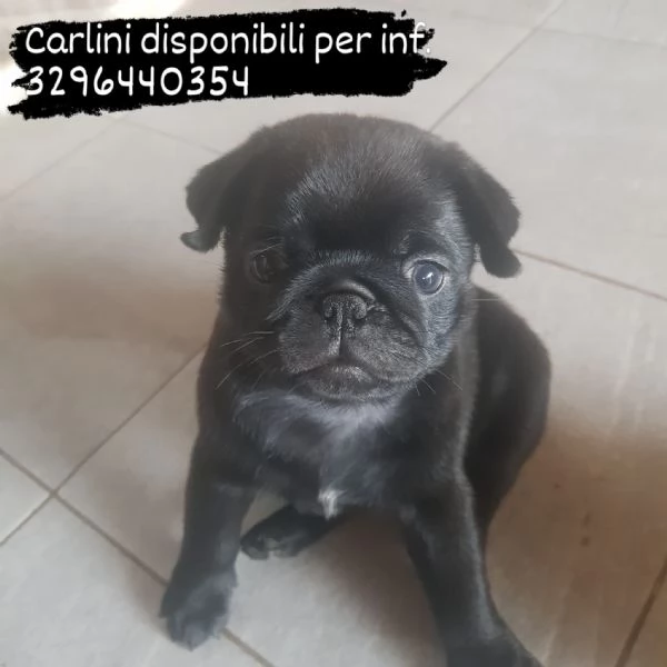 Vendo carlino nati il 29 aprile,  | Foto 6