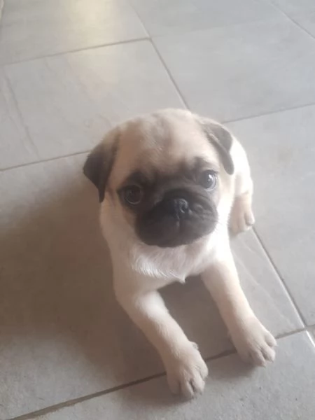 Vendo bellissimi cuccioli di carlino  | Foto 2