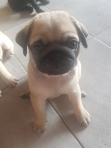 Vendo bellissimi cuccioli di carlino  | Foto 1