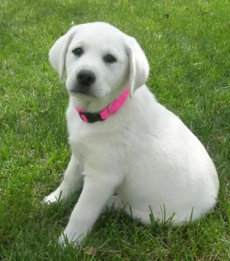 Cuccioli di Labrador in adozione | Foto 0