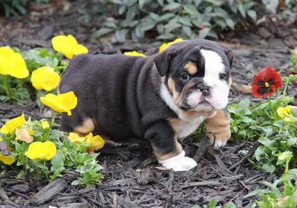 Cuccioli di Bulldog - 3 rimasti, pronti per le loro nuove case | Foto 1