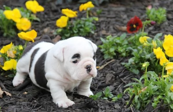 Cuccioli di Bulldog - 3 rimasti, pronti per le loro nuove case | Foto 0