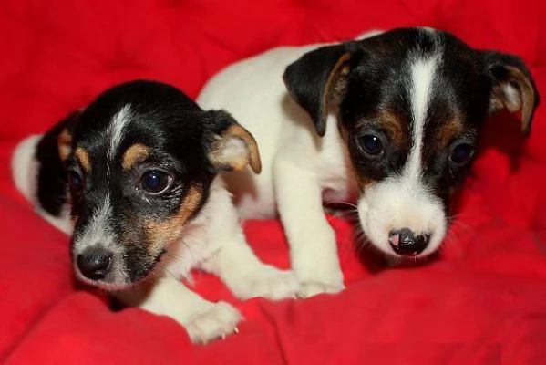 Cuccioli di razza Jack Russell in adozione | Foto 0