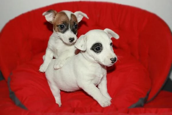 Cuccioli di razza Jack Russell in adozione