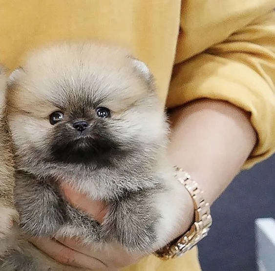 disponibili maschi e femmine di pomerania | Foto 1