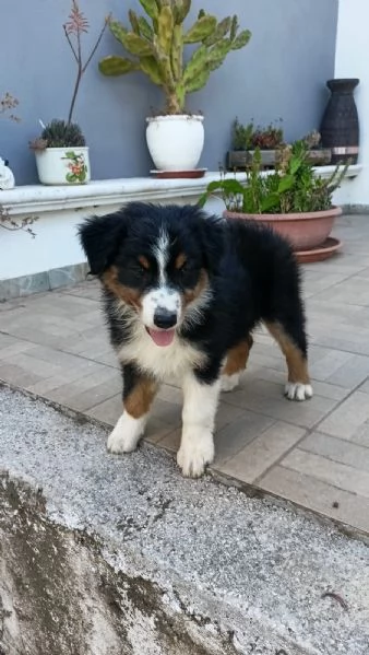 Cucciola Pastore Australiano