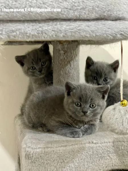 British Shorthair