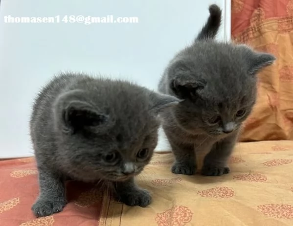 Cuccioli british shorthair