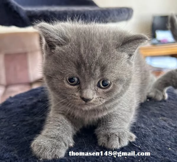 Cuccioli british shorthair | Foto 1