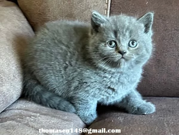 Cuccioli british shorthair | Foto 0