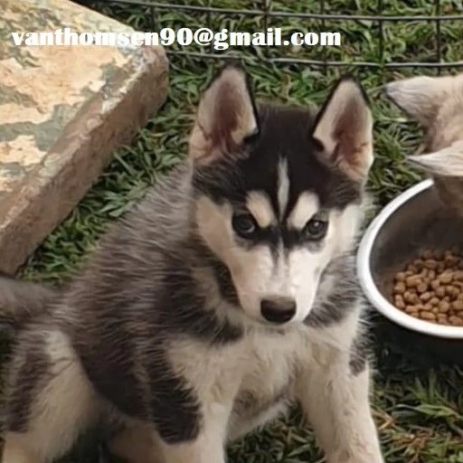 Bellissimo Husky Siberian con pedigree