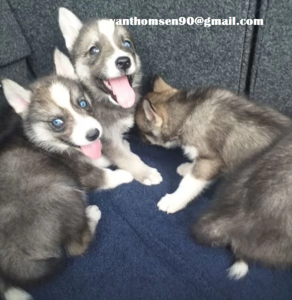 Disponibili siberian husky purissimi