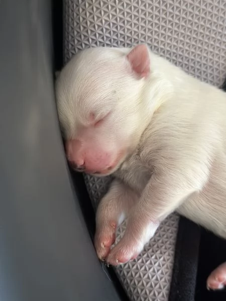 Vendo cuccioli di volpino italiano a pelo lungo  | Foto 1