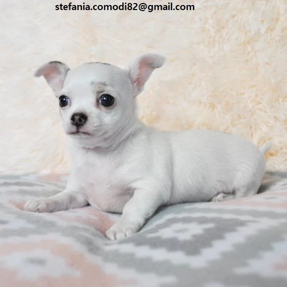 cuccioli di chihuahua con documenti Cuccioli maschi e femmine ora disponibili, i nostri cuccioli son