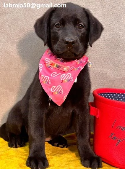 Cuccioli di Labrador Disponibile cuccioli di Labrador mesi 3 vari colori vengono venduti vaccinati e