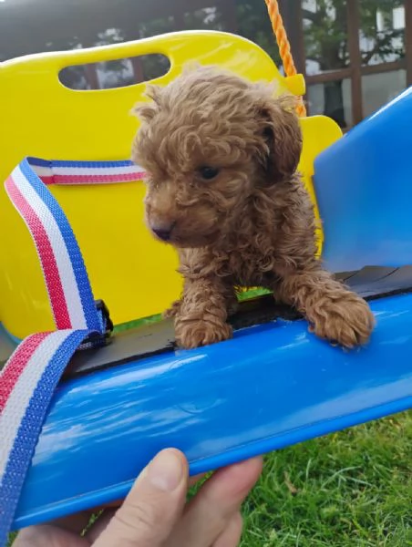 Cuccioli di razza barboncino 