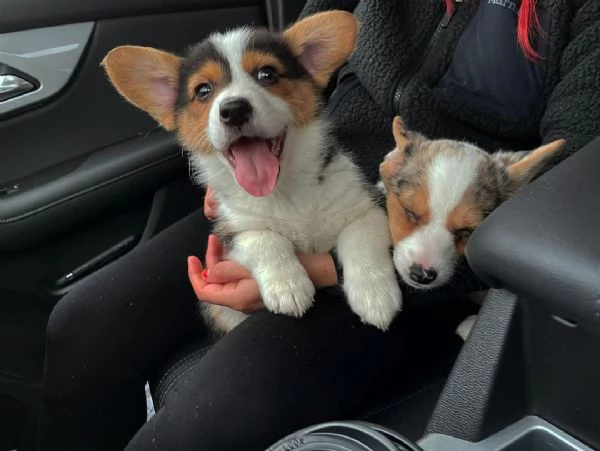 Bellissimi cuccioli di corgi in adozione  | Foto 0