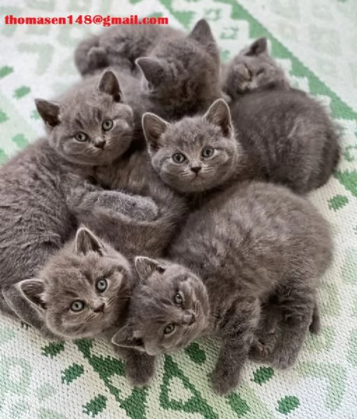 Disponibili cuccioli British shorthair 