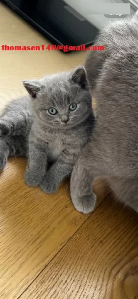 Disponibili cuccioli British shorthair  | Foto 1