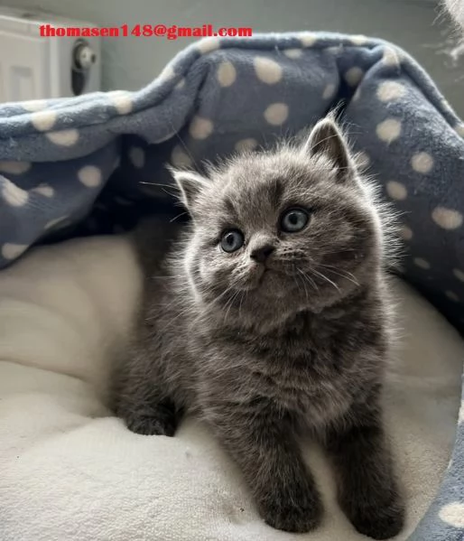 Disponibili cuccioli British shorthair  | Foto 0