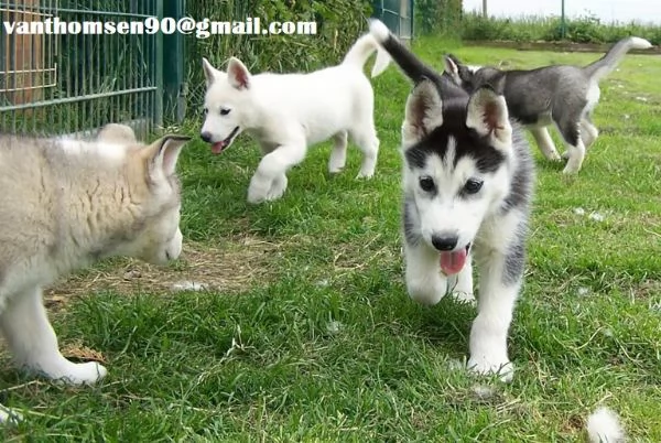  4 cuccioli Siberian Husky