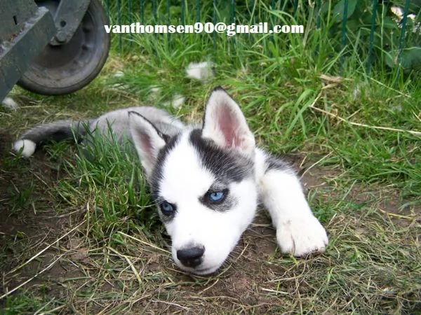 Cuccioli siberian husky