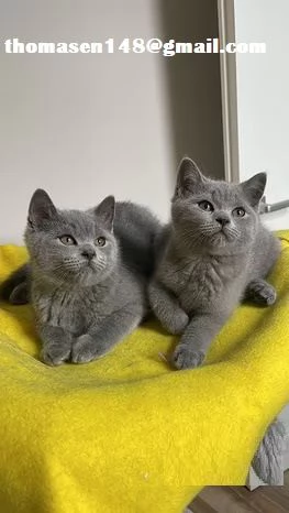 Adorabili gattini British shorthair