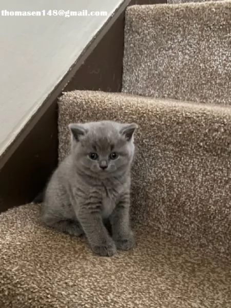 British Shorthair con pedigree