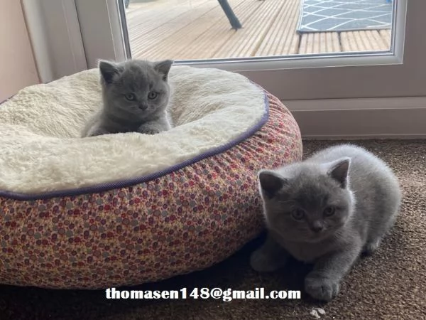 Cuccioli di british shorthair