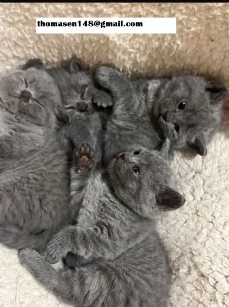 Cuccioli British shorthair